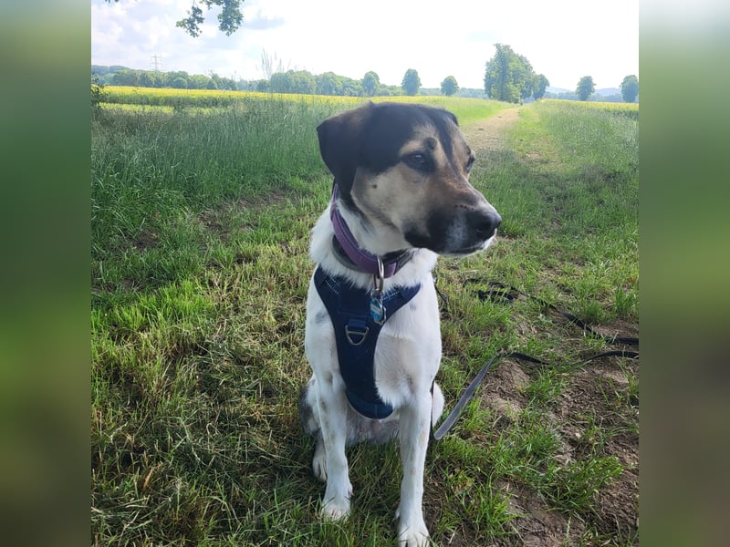 Sportliche Bella sucht ein Zuhause