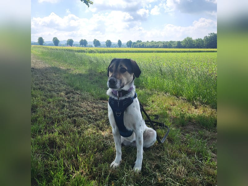 Sportliche Bella sucht ein Zuhause