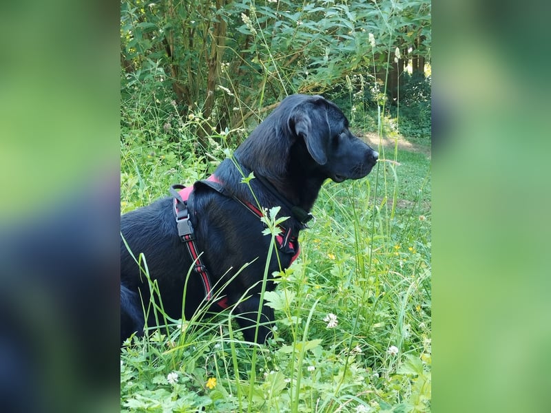 Retriever-Labrador-Mix Rüde