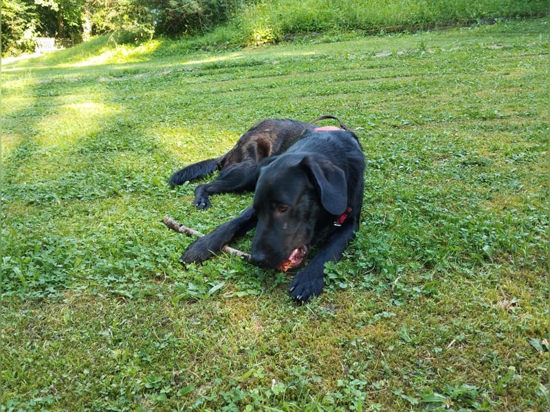 Retriever-Labrador-Mix Rüde