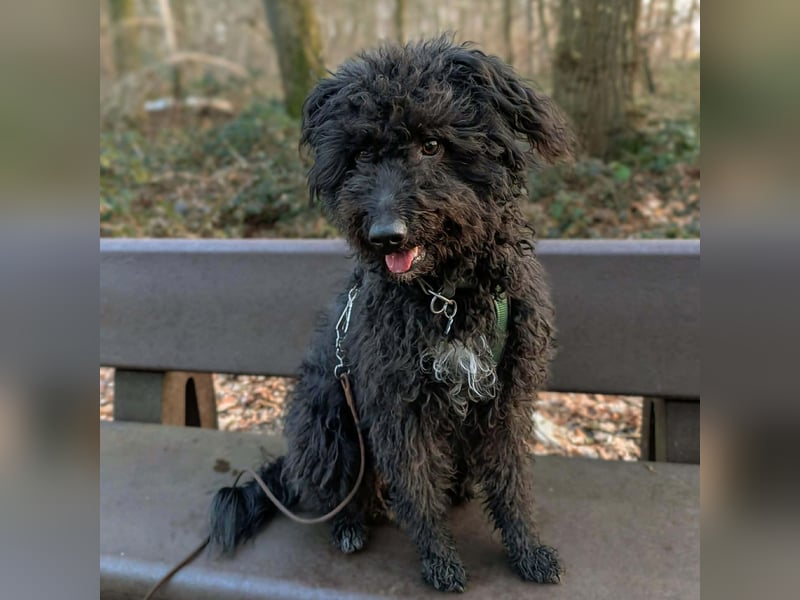 Mora - Gebt Mora eine Chance