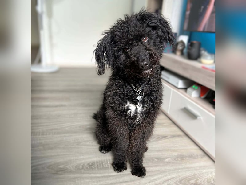 Mora - Gebt Mora eine Chance