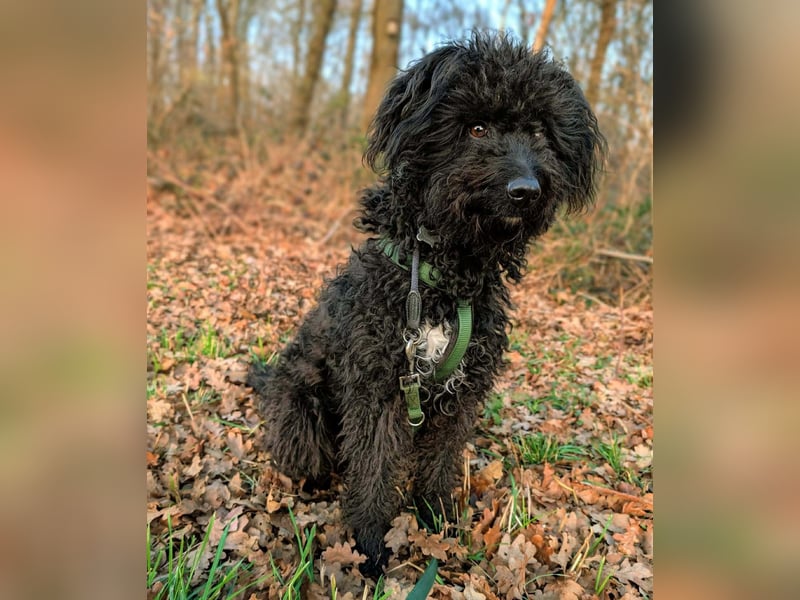 Mora - Gebt Mora eine Chance