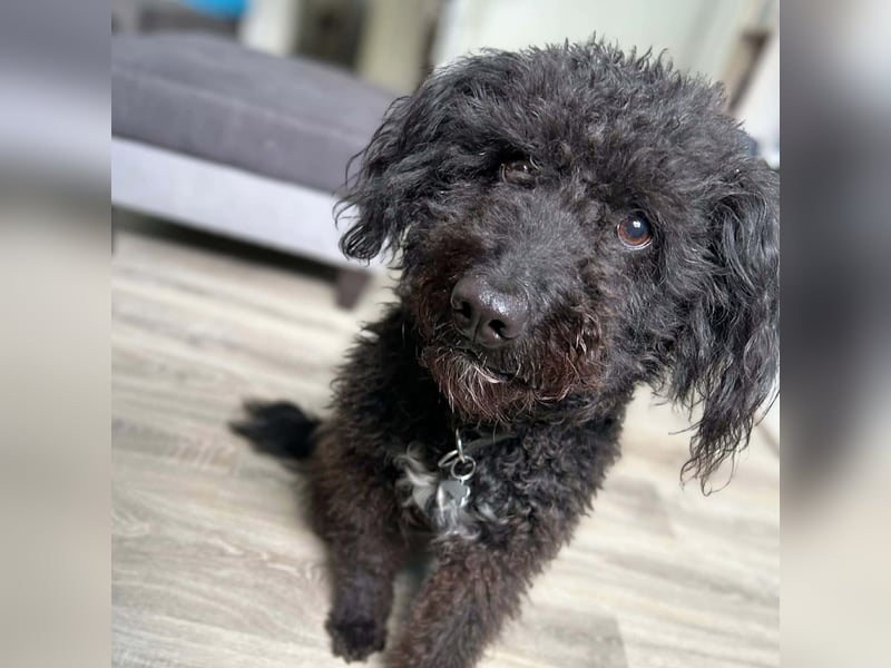 Mora - Gebt Mora eine Chance