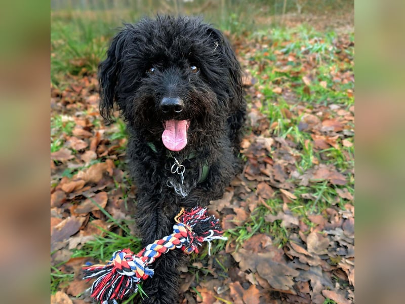 Mora - Gebt Mora eine Chance