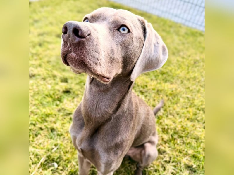 Levi - ist freundlich&sehr anhänglich