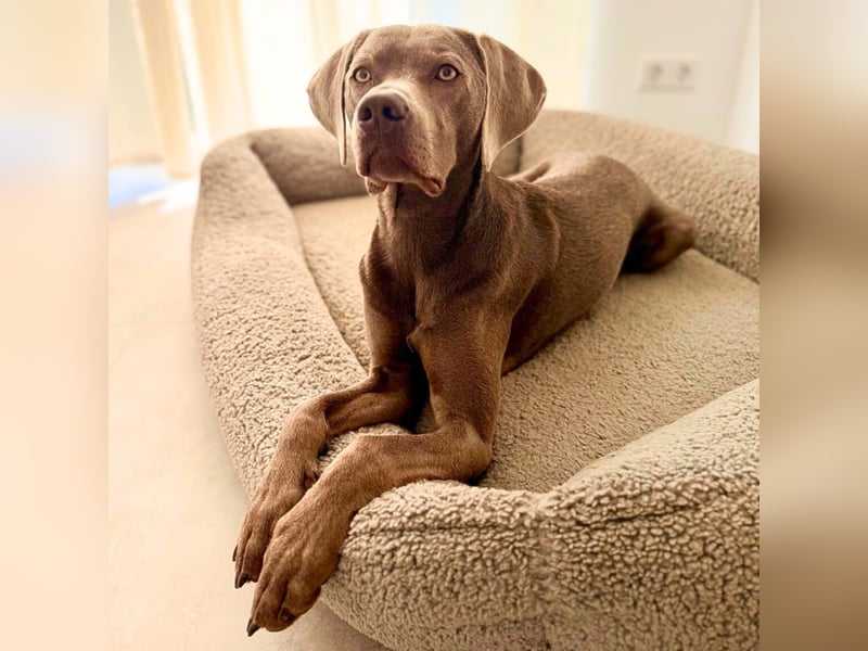 Levi - ist freundlich&sehr anhänglich