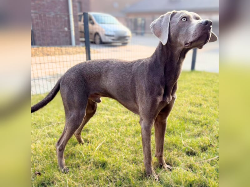 Levi - ist freundlich&sehr anhänglich