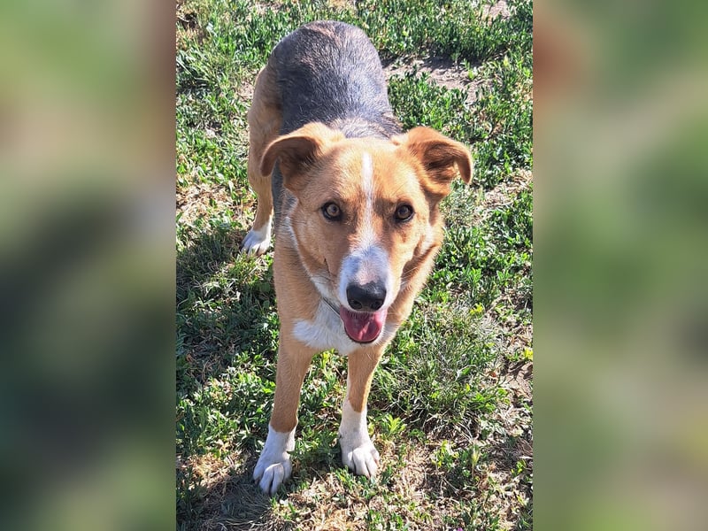 Freundliche Kona ( * 05/2024 ) sucht ihre Familie