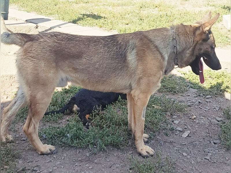 Freundlicher Enzo ( * 12/2025 ) sucht seine Familie