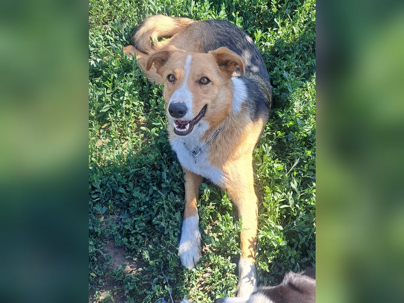 Freundliche Kona ( * 05/2024 ) sucht ihre Familie