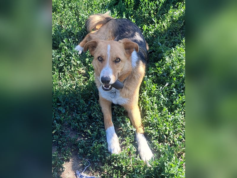Freundliche Kona ( * 05/2024 ) sucht ihre Familie