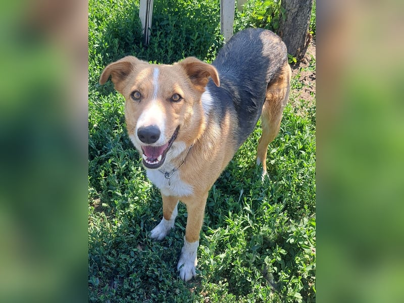 Freundliche Kona ( * 05/2024 ) sucht ihre Familie