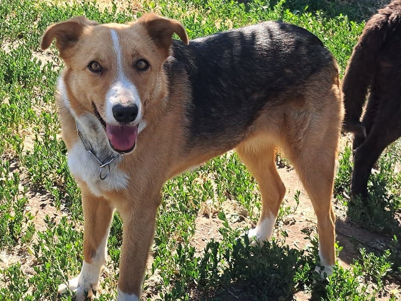 Freundliche Kona ( * 05/2024 ) sucht ihre Familie