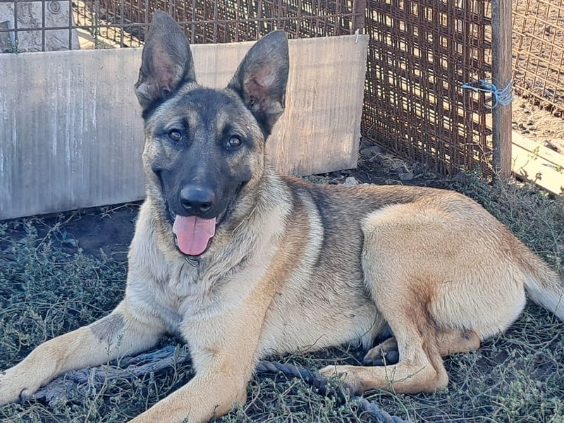Freundlicher Enzo ( * 12/2025 ) sucht seine Familie