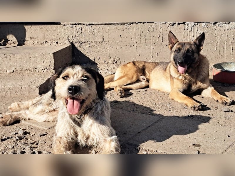 Odin sucht die Nadel im Heuhaufen