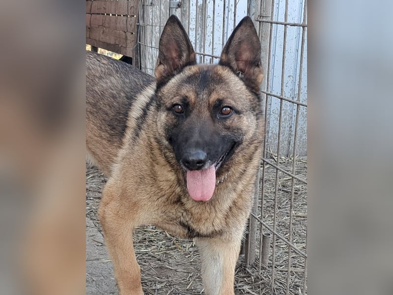 Odin sucht die Nadel im Heuhaufen