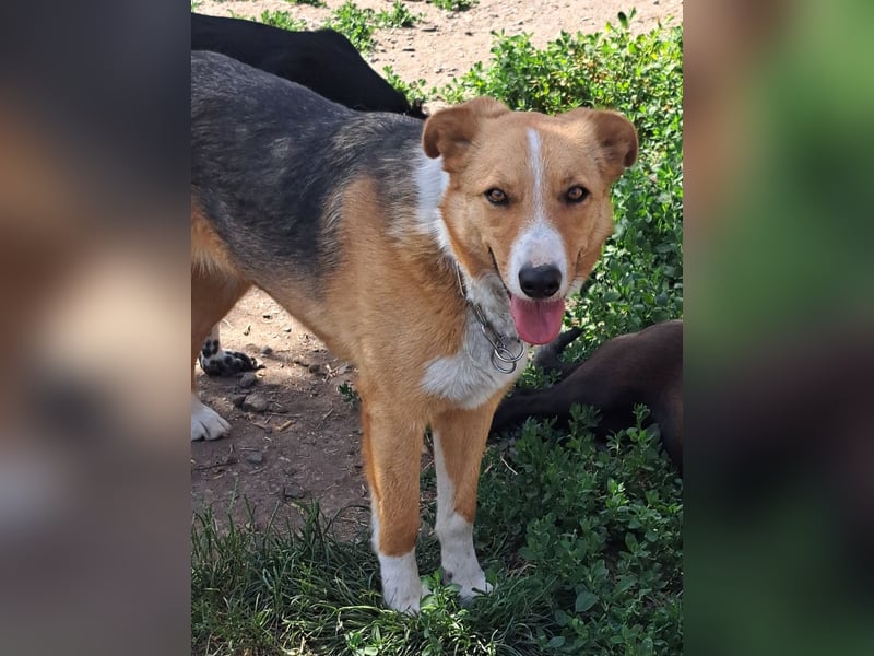 Freundliche Kona ( * 05/2024 ) sucht ihre Familie