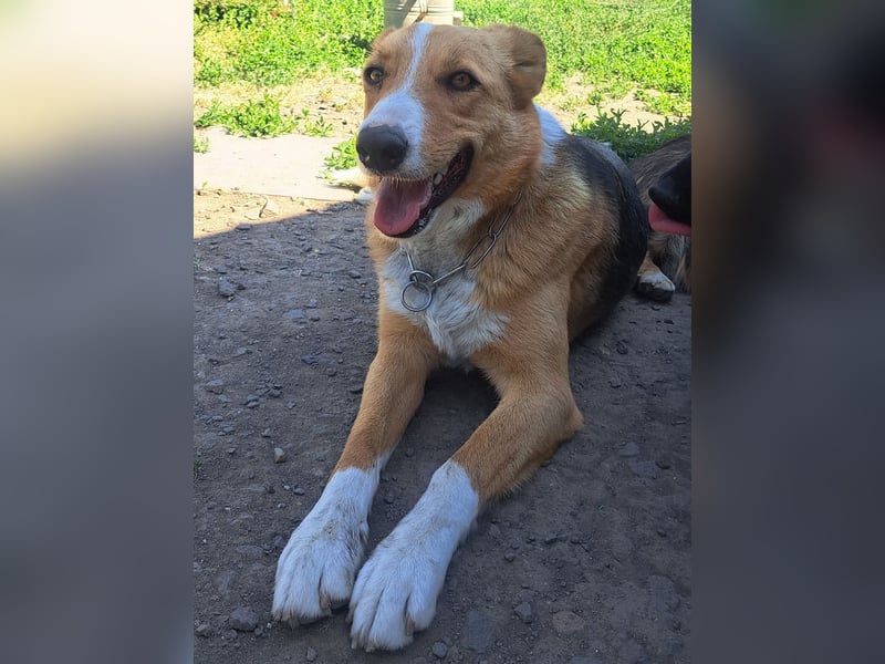 Freundliche Kona ( * 05/2024 ) sucht ihre Familie