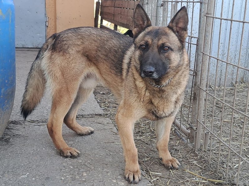 Odin sucht die Nadel im Heuhaufen