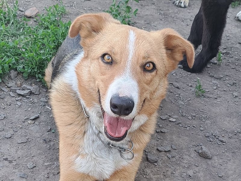 Freundliche Kona ( * 05/2024 ) sucht ihre Familie