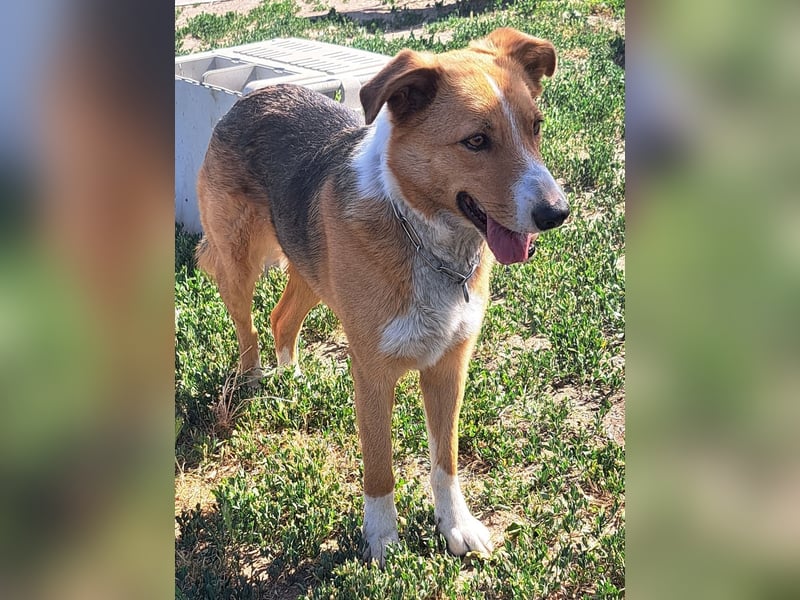 Freundliche Kona ( * 05/2024 ) sucht ihre Familie