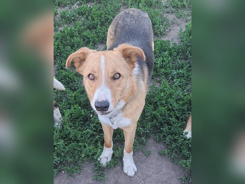 Freundliche Kona ( * 05/2024 ) sucht ihre Familie