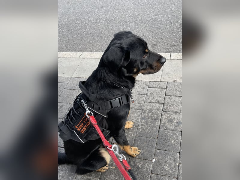 Deckrüde (Rottweiler x Deutscher Schäferhund x Appenzeller Sennenhund x Labrador
