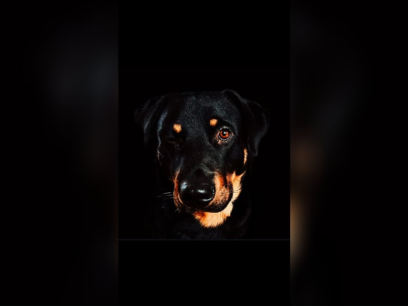 Deckrüde (Rottweiler x Deutscher Schäferhund x Appenzeller Sennenhund x Labrador