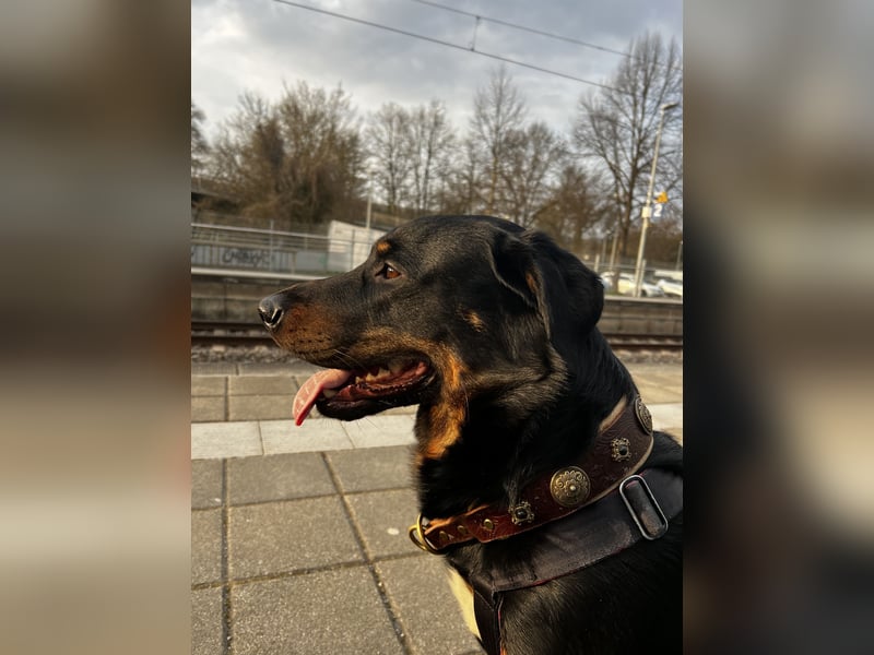 Deckrüde (Rottweiler x Deutscher Schäferhund x Appenzeller Sennenhund x Labrador