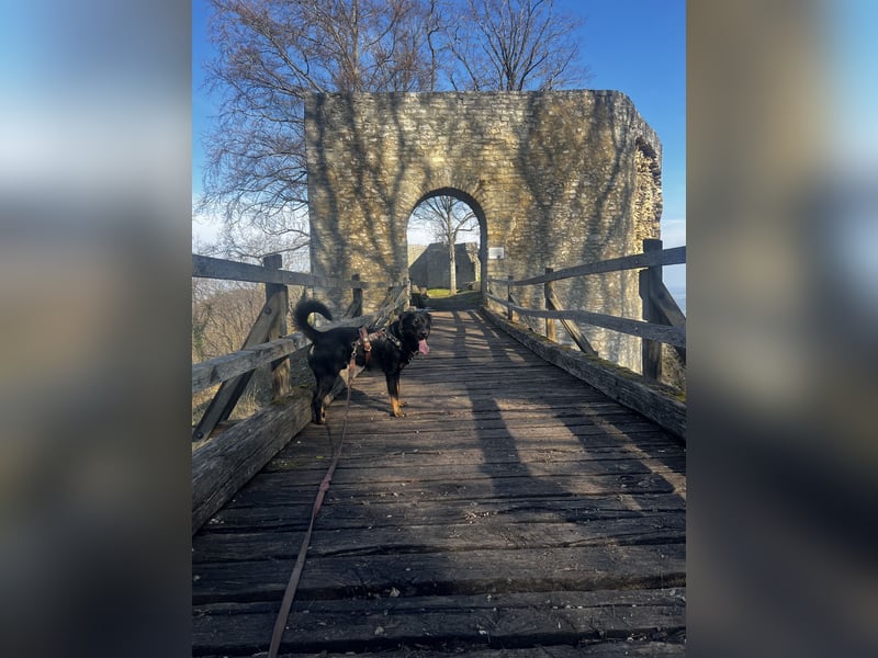 Deckrüde (Rottweiler x Deutscher Schäferhund x Appenzeller Sennenhund x Labrador