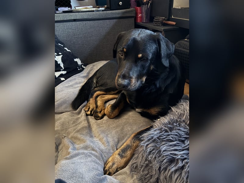 Deckrüde (Rottweiler x Deutscher Schäferhund x Appenzeller Sennenhund x Labrador