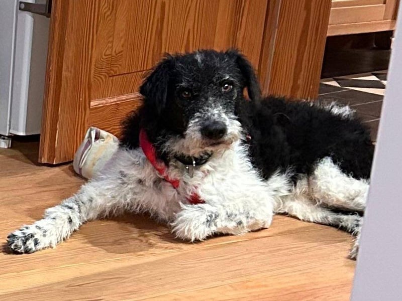 Seymur - stubenrein, leinenführig und verspielt