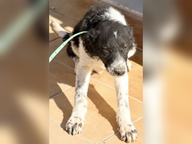 Seymur - stubenrein, leinenführig und verspielt