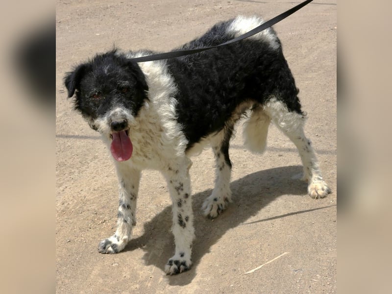 Seymur - stubenrein, leinenführig und verspielt