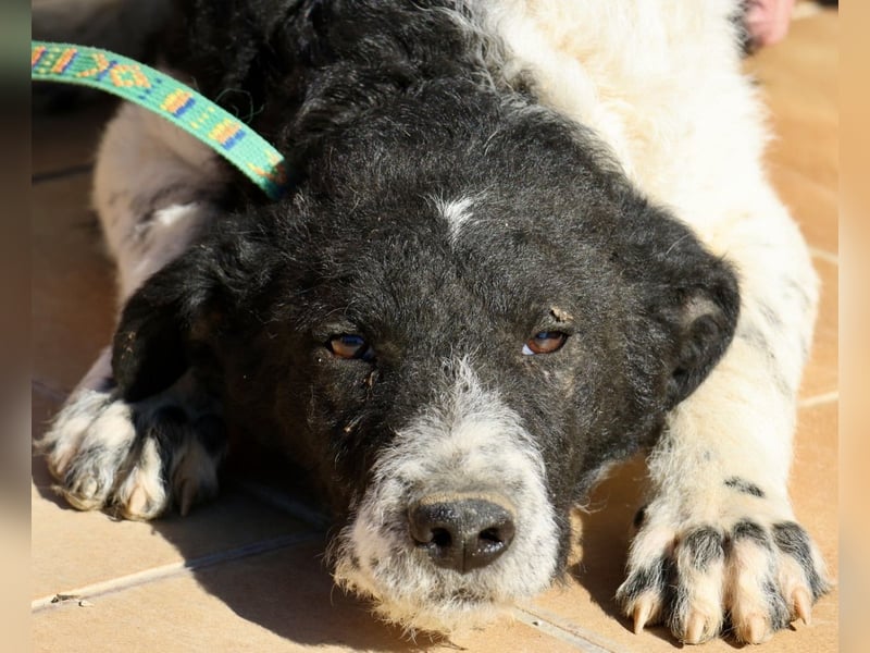 Seymur - stubenrein, leinenführig und verspielt