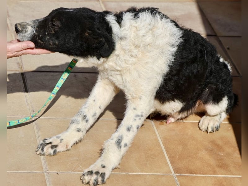 Seymur - stubenrein, leinenführig und verspielt