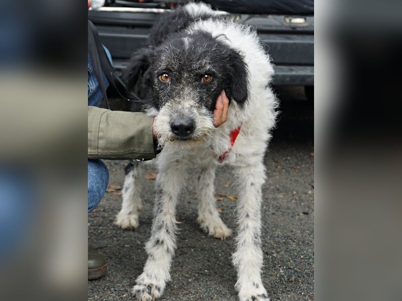 Seymur - stubenrein, leinenführig und verspielt