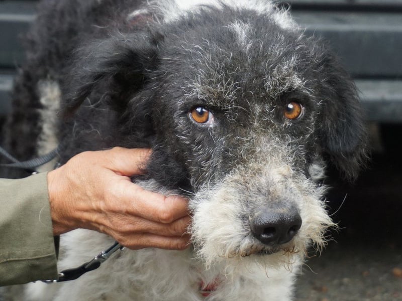 Seymur - stubenrein, leinenführig und verspielt
