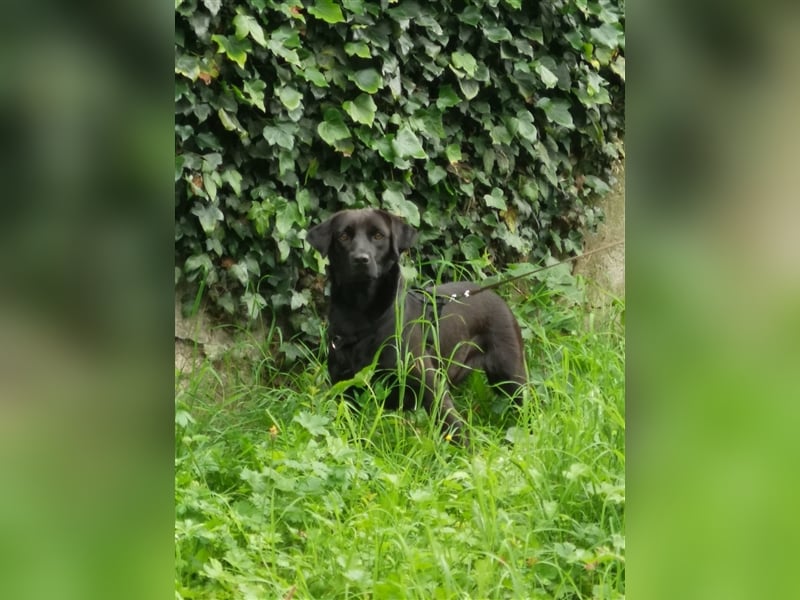 Suri, die vom Unglück verfolgte