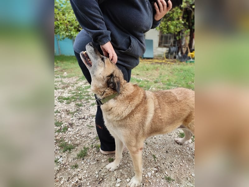 Sam sucht ein liebevolles Zuhause