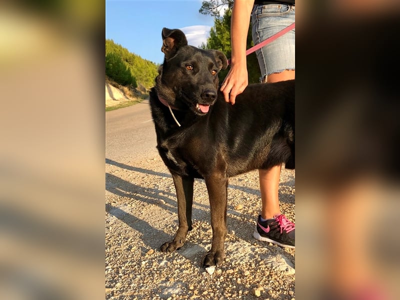 Mikesch - ein großer Kerl mit viel Potential sucht ein Zuhause