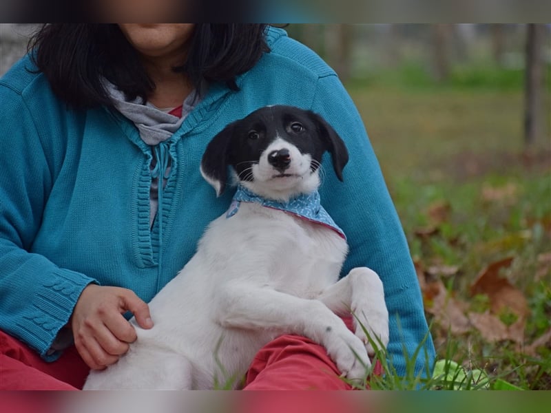 Michschlingswelpe Mats sucht liebevolles Zuhause!