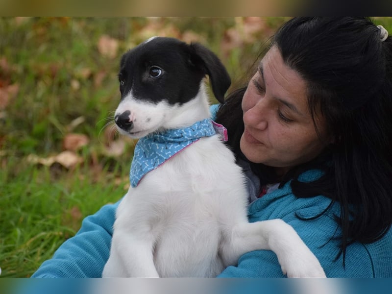 Michschlingswelpe Mats sucht liebevolles Zuhause!