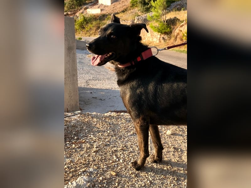 Mikesch - ein großer Kerl mit viel Potential sucht ein Zuhause