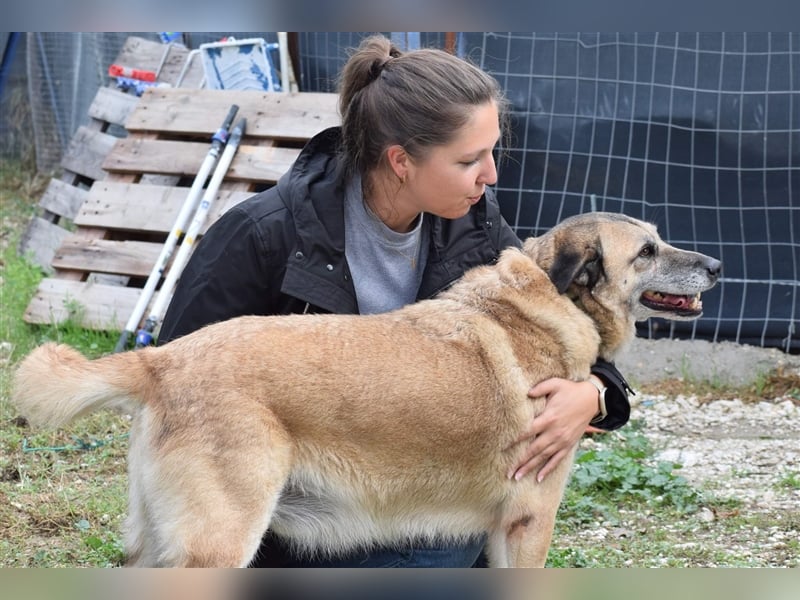 Sam sucht ein liebevolles Zuhause