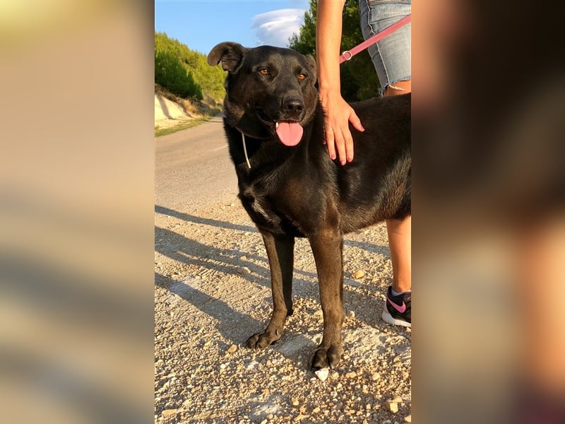 Mikesch - ein großer Kerl mit viel Potential sucht ein Zuhause