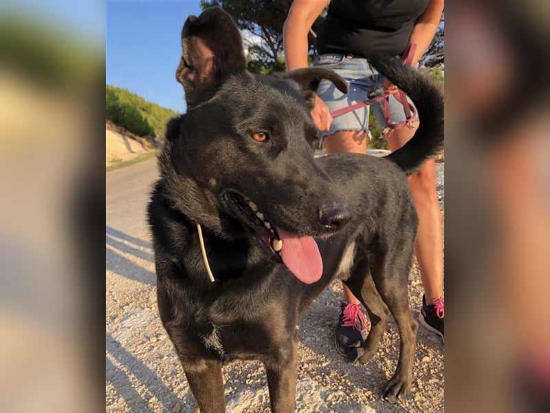 Mikesch - ein großer Kerl mit viel Potential sucht ein Zuhause