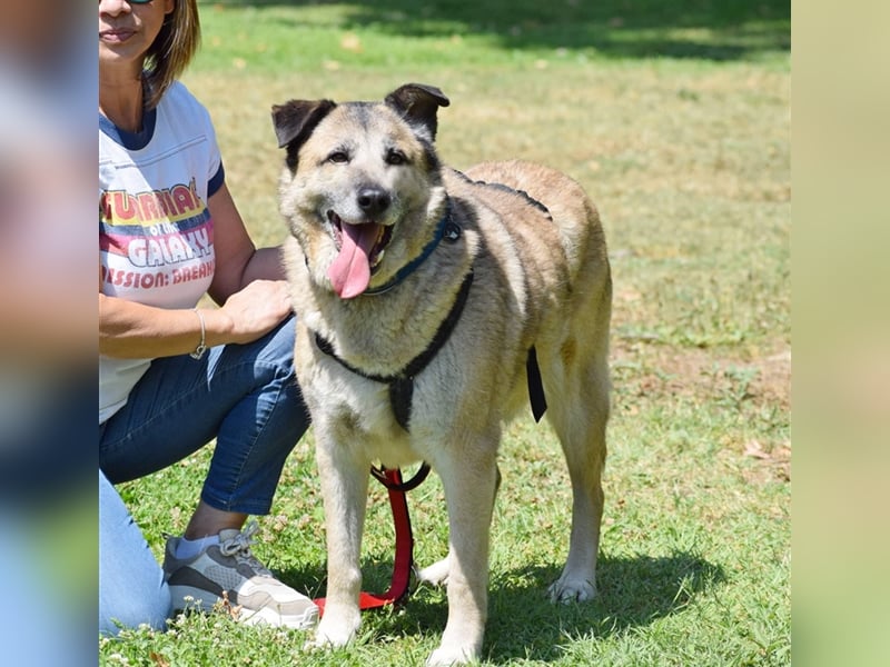 Sam sucht ein liebevolles Zuhause