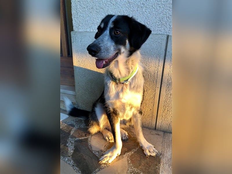 Lanna sucht einen Gnadenplatz